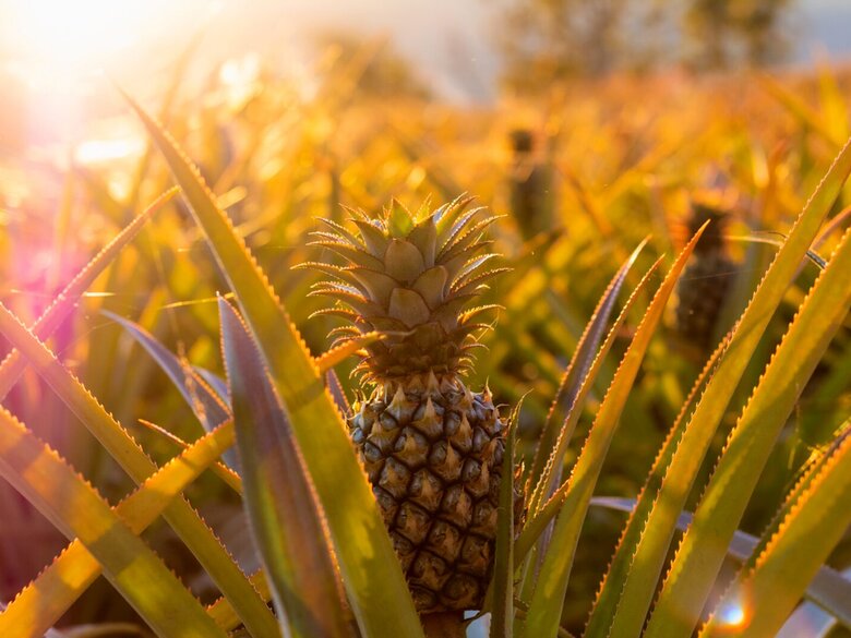 A pineapple in golden light