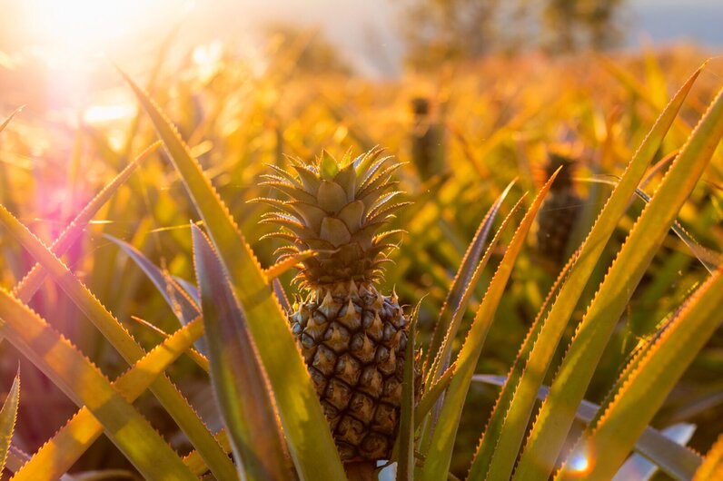 A pineapple in golden light